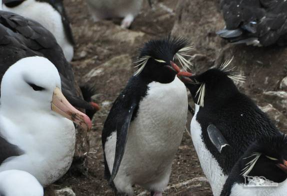 Pinguins rockhopper em meio à colônia de albatrozes em Steeple Jason, no noroeste das Ilhas Malvinas